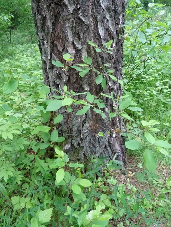 Изображение особи Frangula alnus.