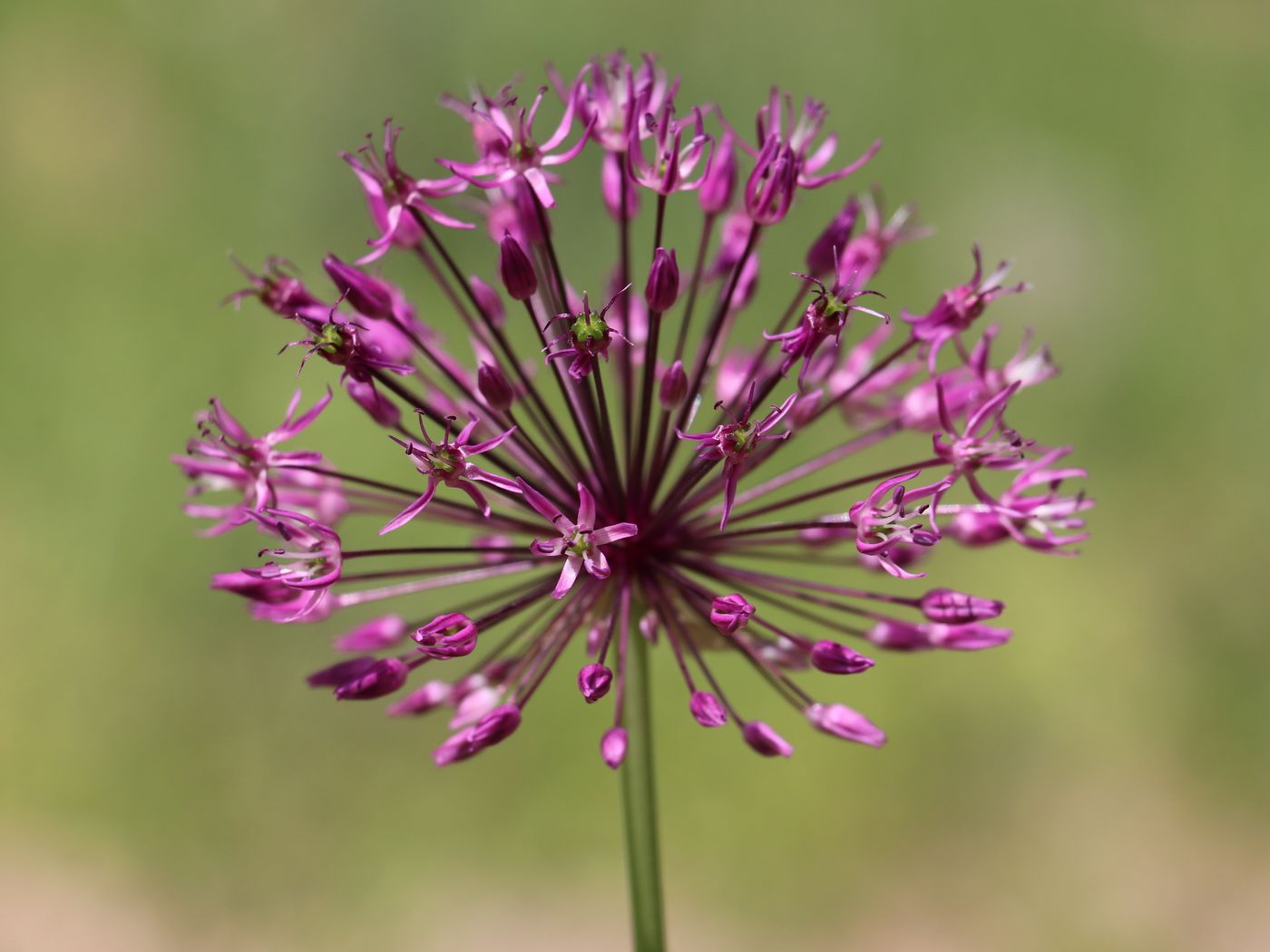 Image of Allium sarawschanicum specimen.