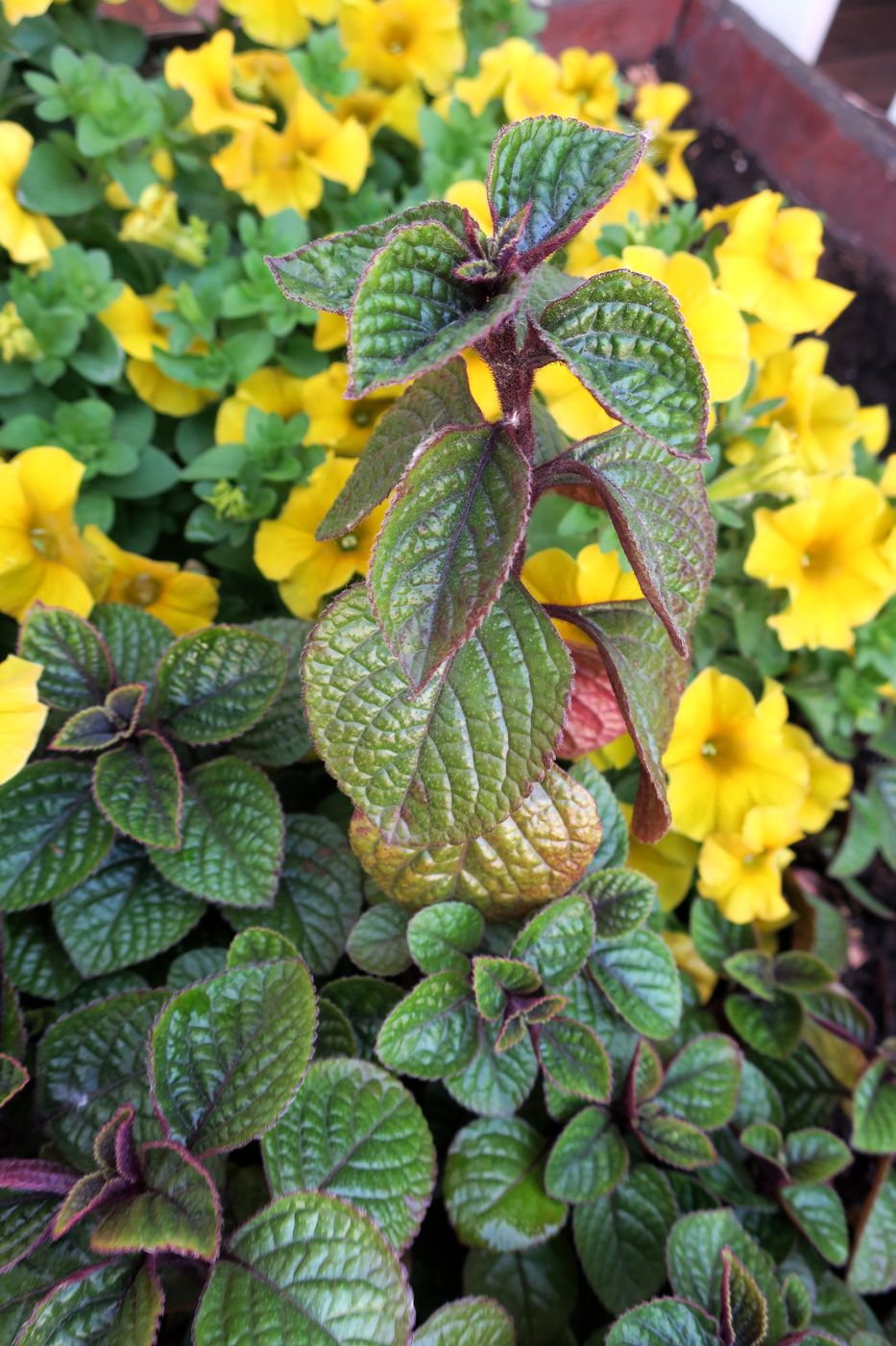 Image of genus Pilea specimen.