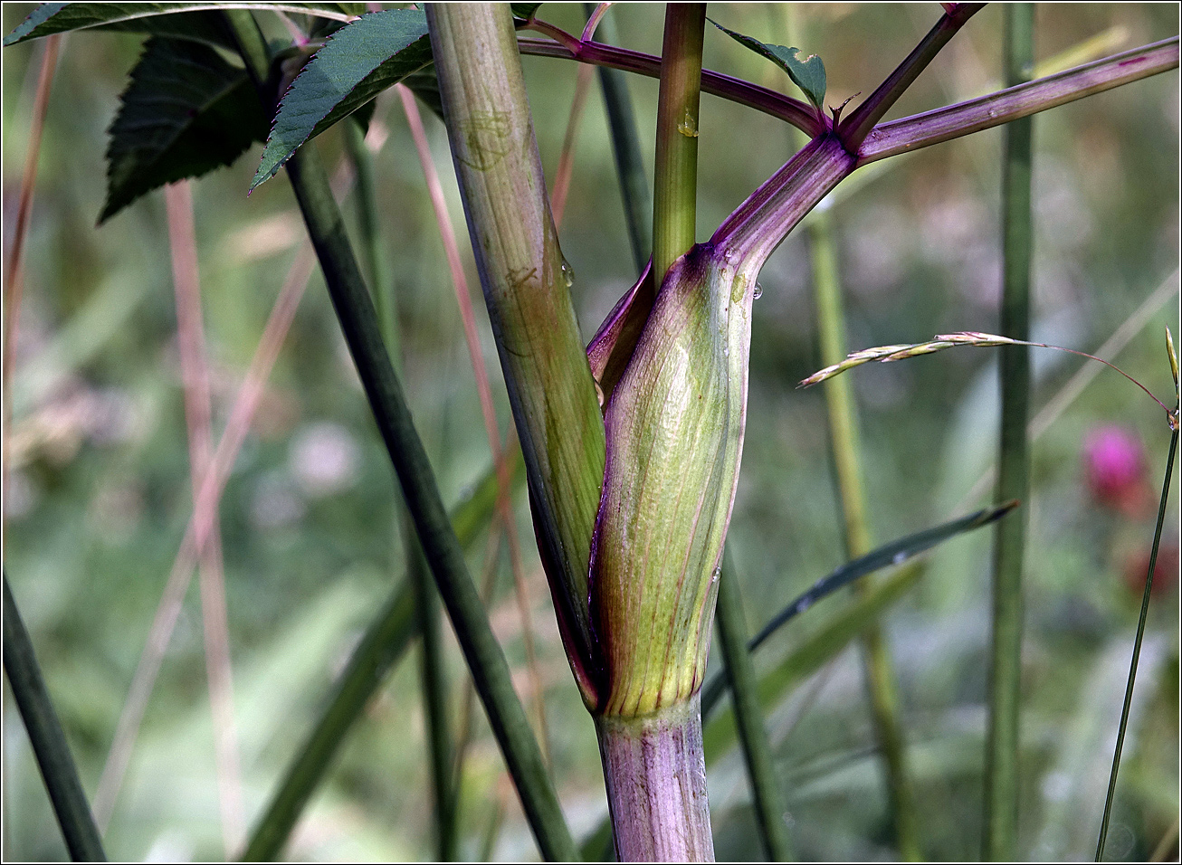 Image of Angelica sylvestris specimen.