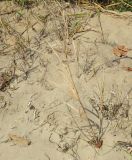 genus Phragmites. Высохшее растение. Болгария, Бургасская обл., г. Несебр, Южный пляж. 14.09.2021.