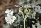 Achillea umbellata. Соцветия. Испания, автономное сообщество Каталония, провинция Жирона, комарка Баш-Эмпорда, муниципалитет Палафружель, ботанический сад \"Кап-Роч\". 29.04.2022.