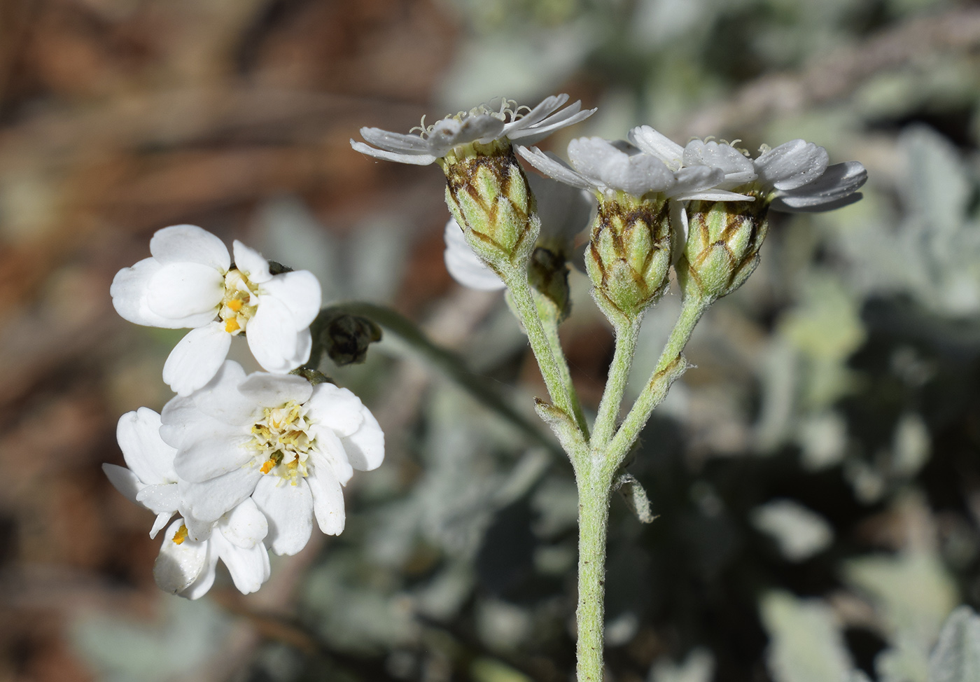 Image of Achillea umbellata specimen.