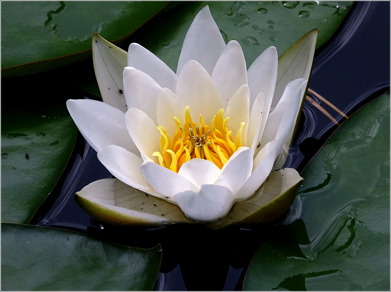 Image of Nymphaea candida specimen.