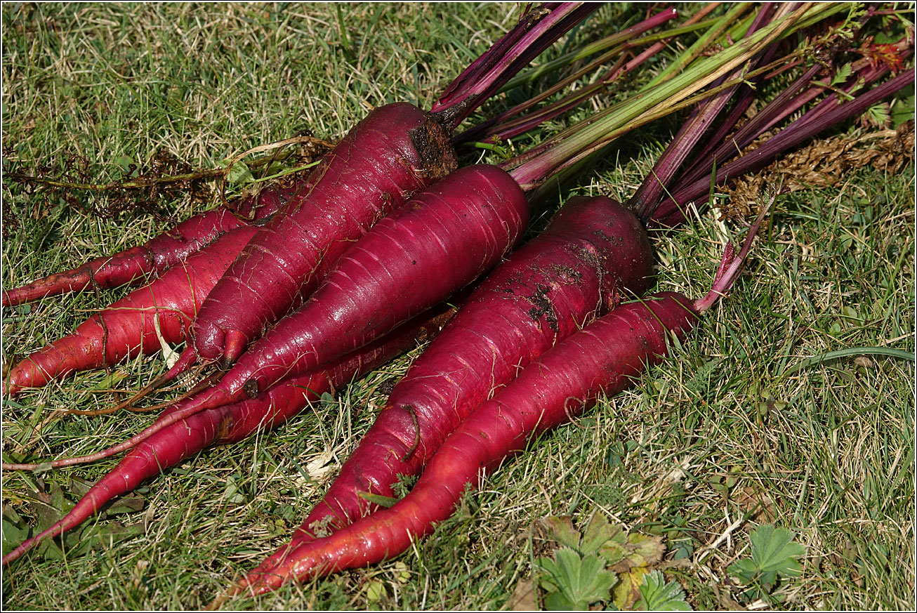 Image of Daucus sativus specimen.