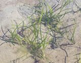 Zostera angustifolia