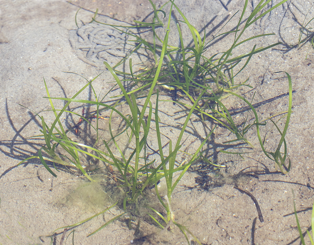 Изображение особи Zostera angustifolia.