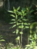 Helianthus tuberosus