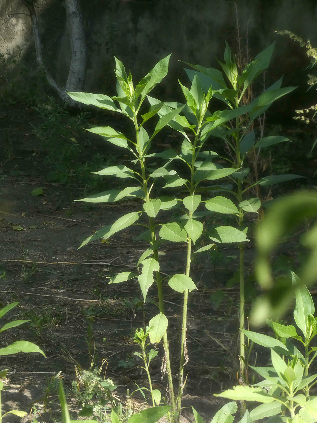 Image of Helianthus tuberosus specimen.