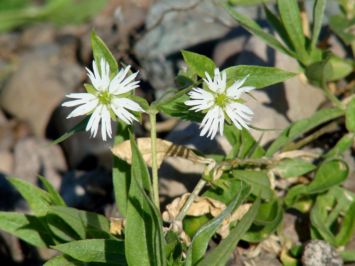 Изображение особи Fimbripetalum radians.