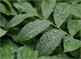 Polygonatum multiflorum