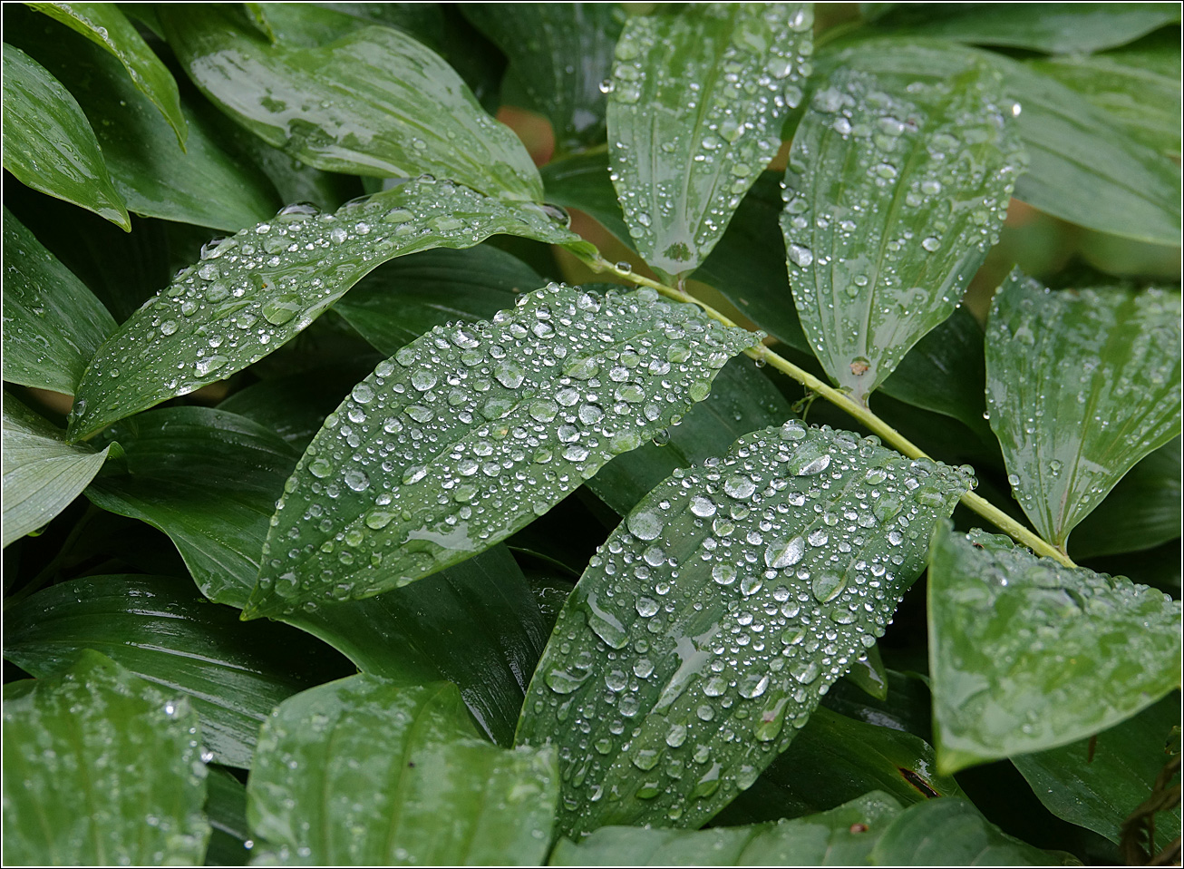 Image of Polygonatum multiflorum specimen.