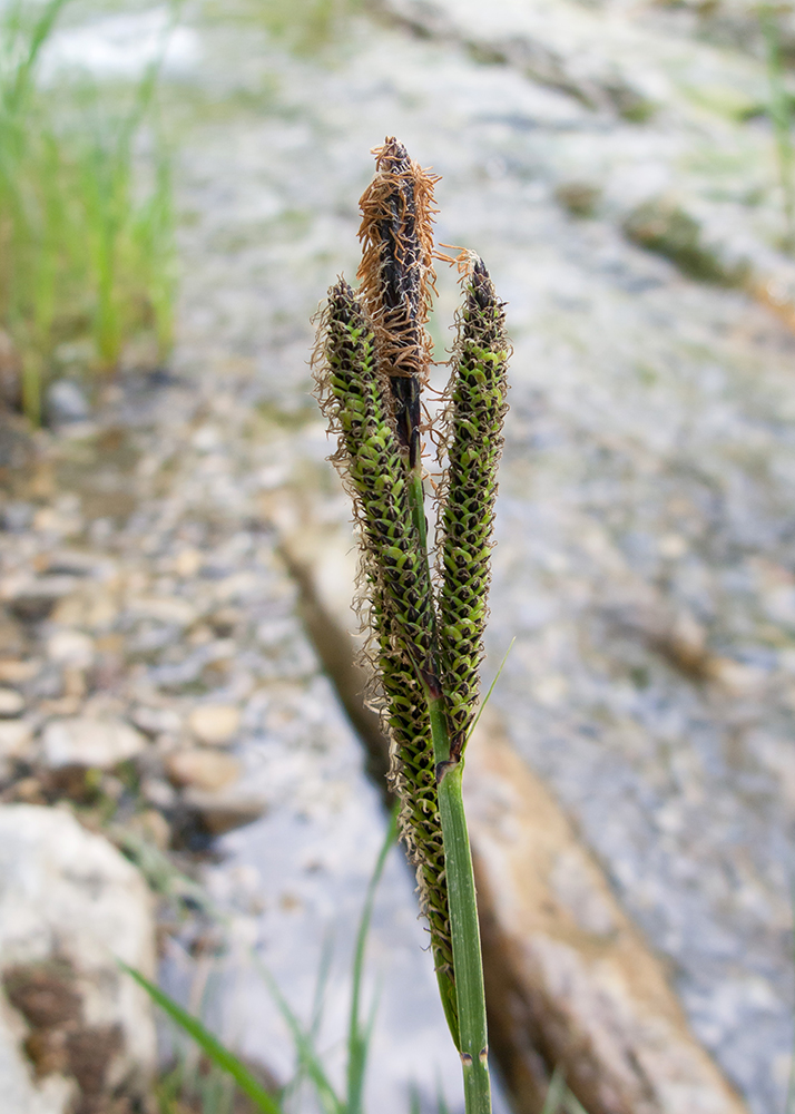 Image of Carex acutiformis specimen.
