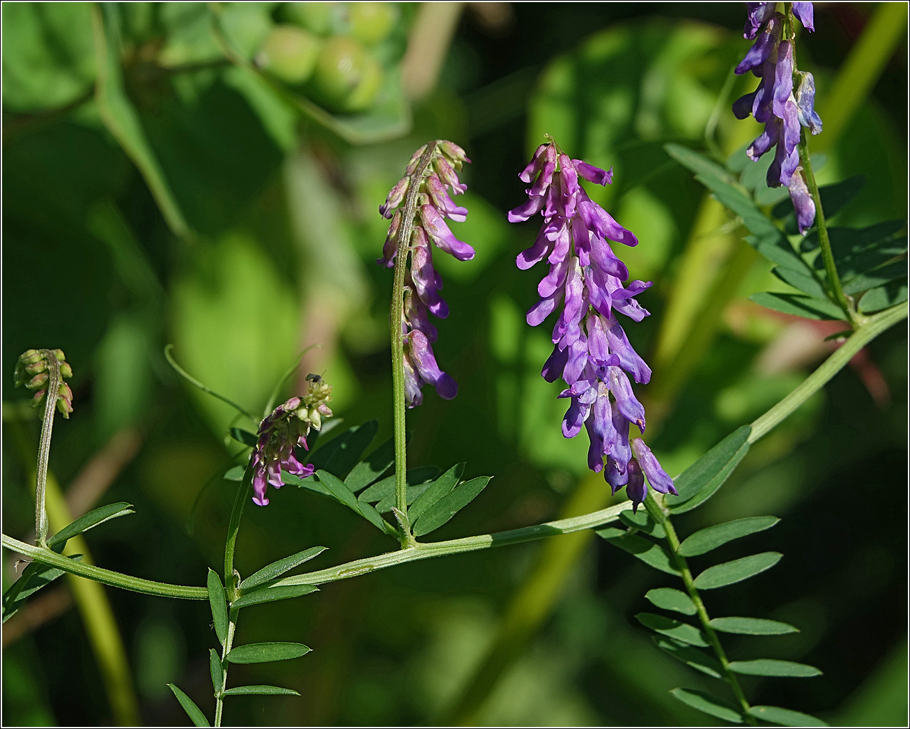 Изображение особи Vicia cracca.
