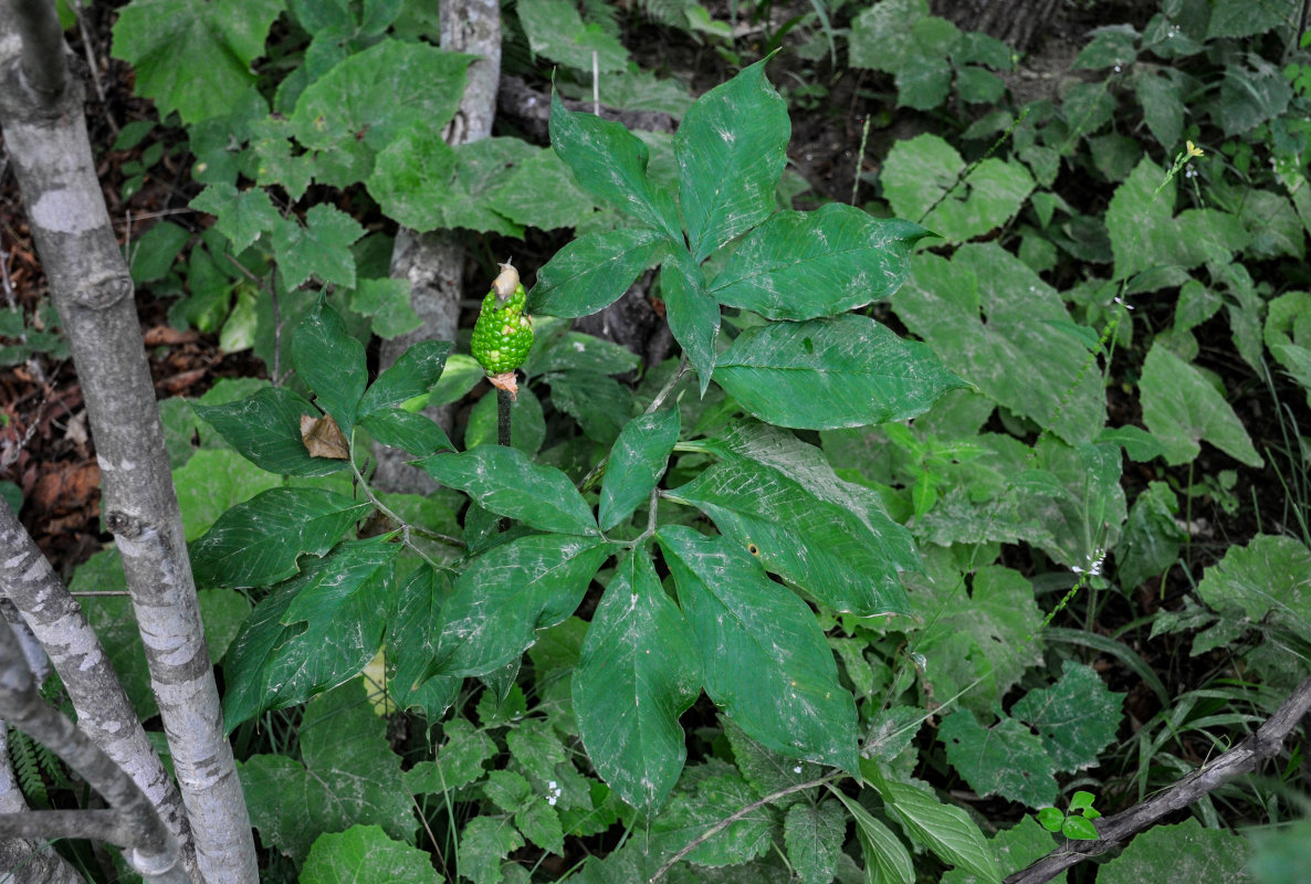 Image of Arisaema peninsulae specimen.