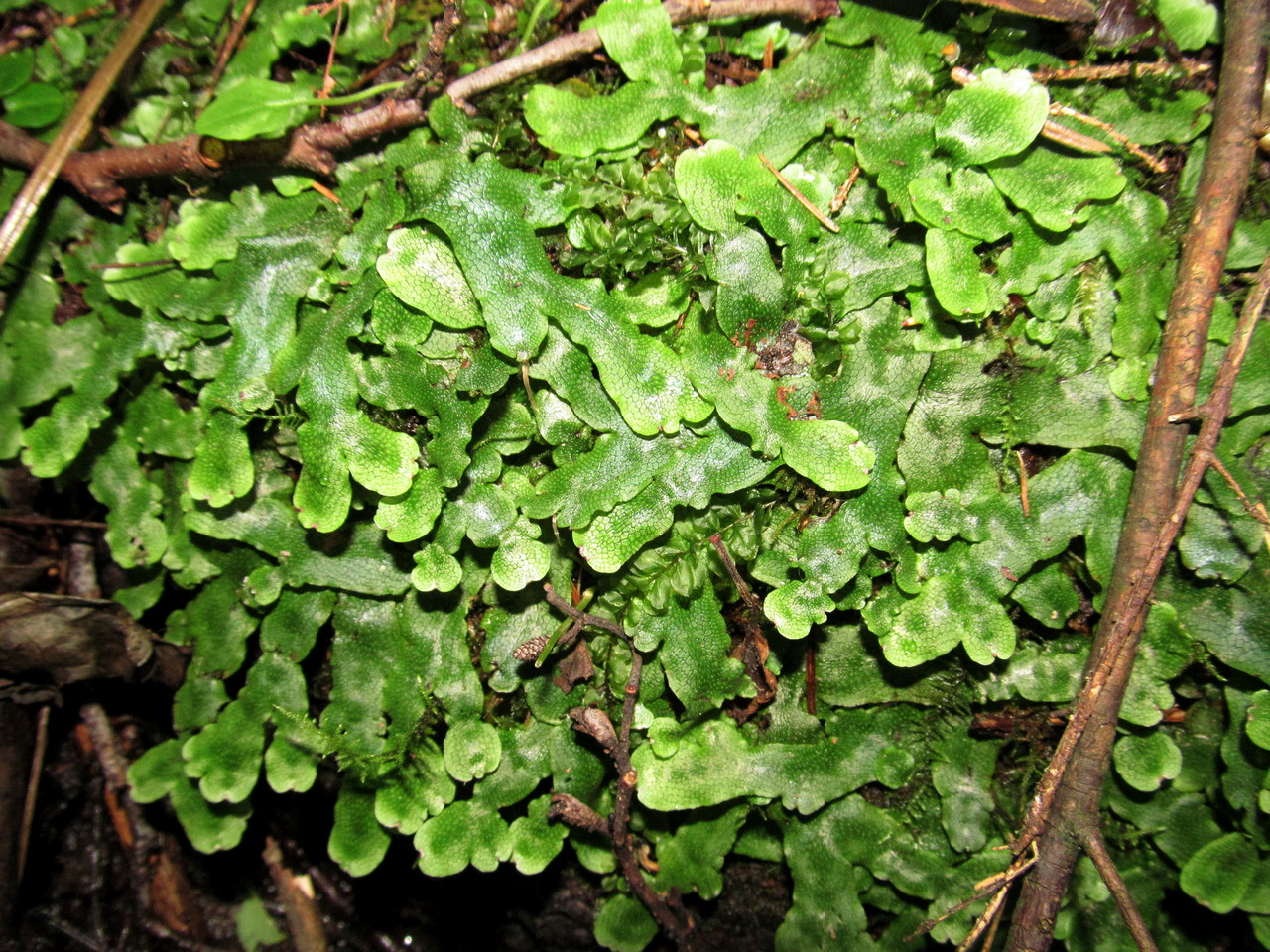 Image of Conocephalum salebrosum specimen.