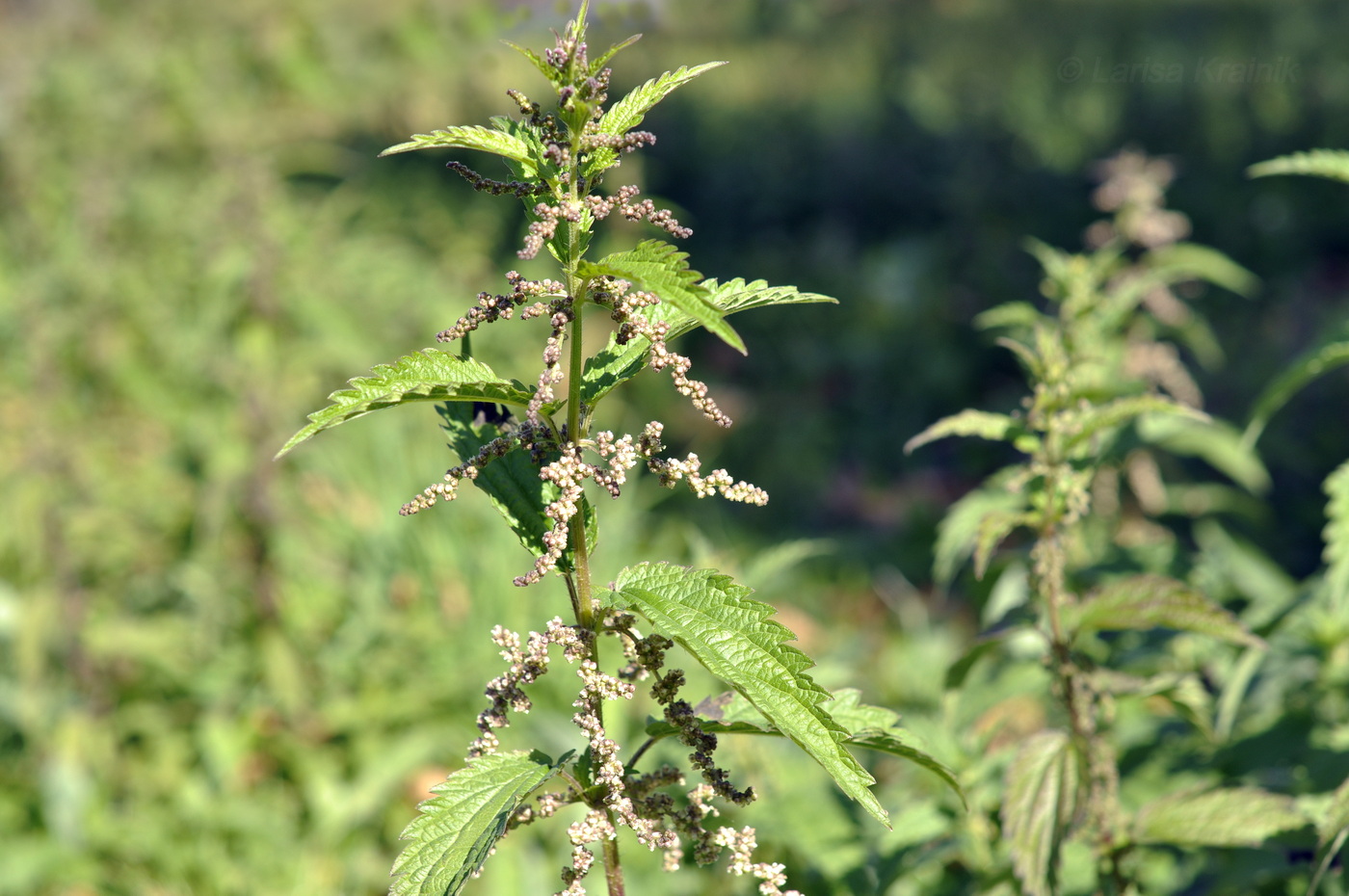 Изображение особи Urtica angustifolia.