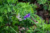 Lathyrus humilis