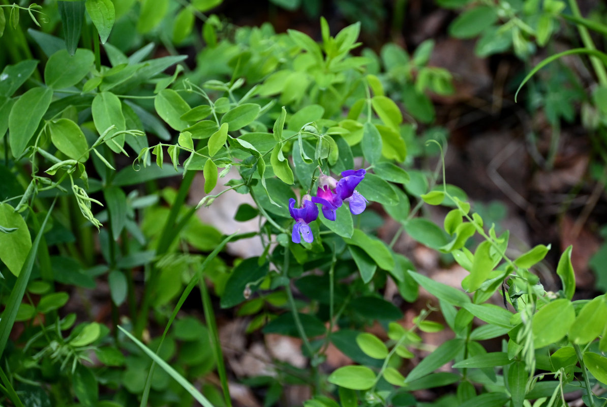 Image of Lathyrus humilis specimen.