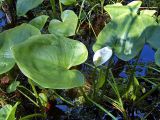 Calla palustris. Цветущее растение. Чувашия, окрестности г. Шумерля, лесной массив \"Торф\". 8 июня 2005 г.