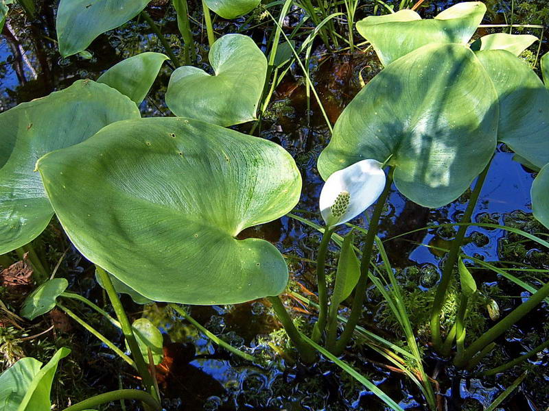 Изображение особи Calla palustris.