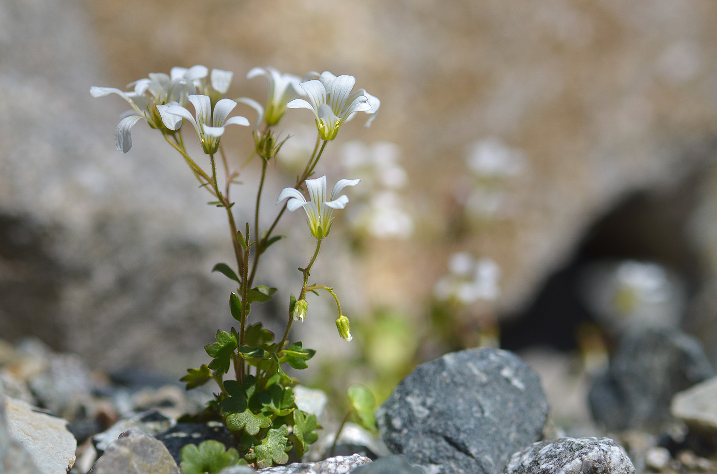 Изображение особи Saxifraga sibirica.