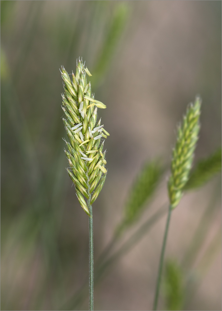 Изображение особи род Agropyron.