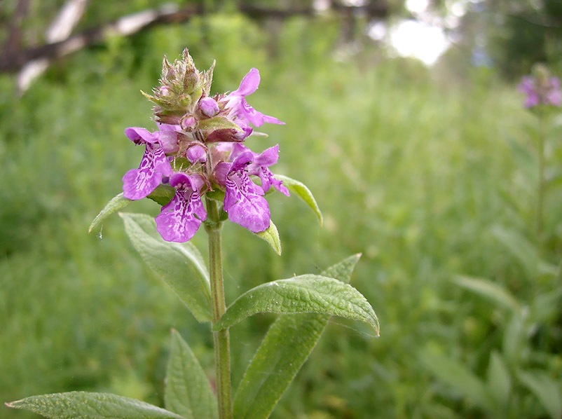 Изображение особи Stachys palustris.