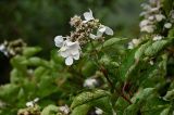 Hydrangea paniculata. Верхушка ветви с соцветием. Кунашир, склон вулкана Головнина, ≈ 400 м н.у.м., заросли кустарников. 20.08.2022.