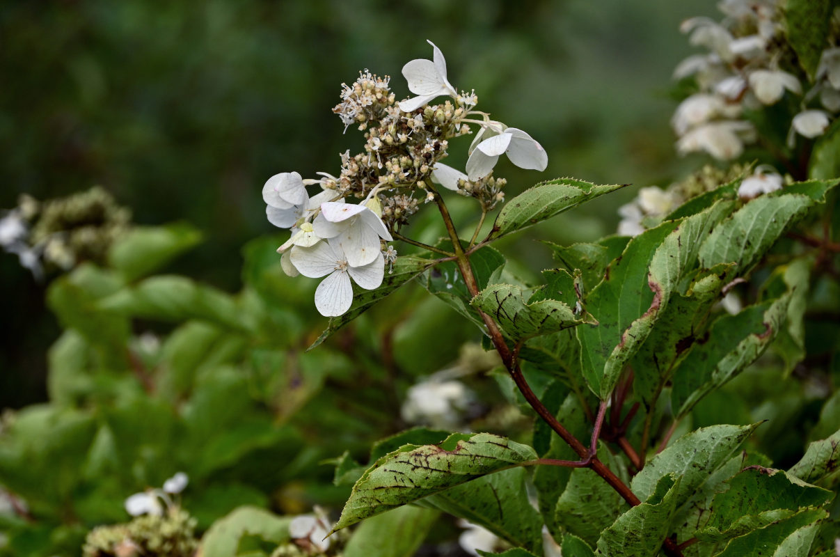 Image of Hydrangea paniculata specimen.