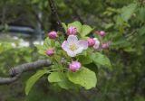 род Malus