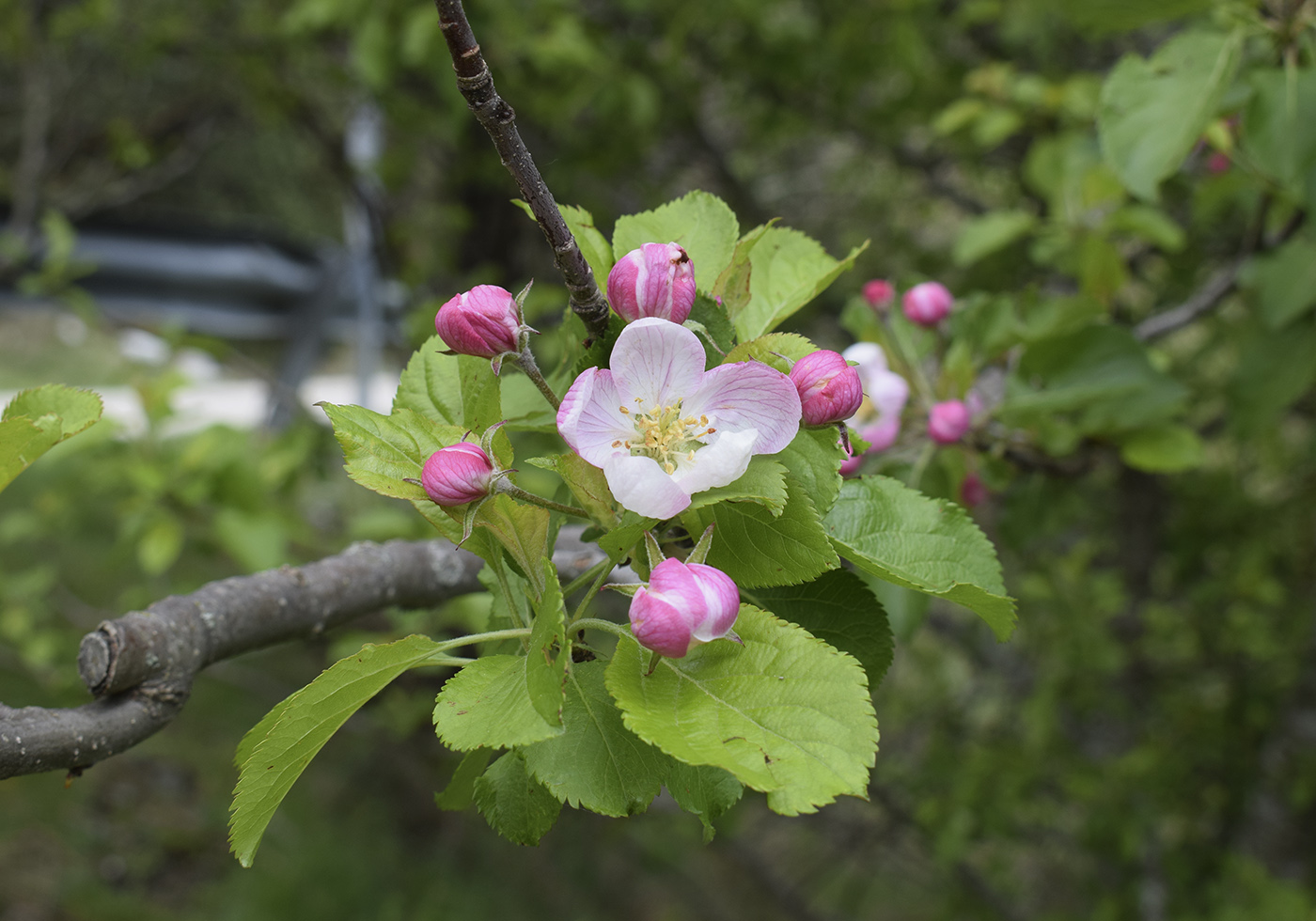 Image of genus Malus specimen.