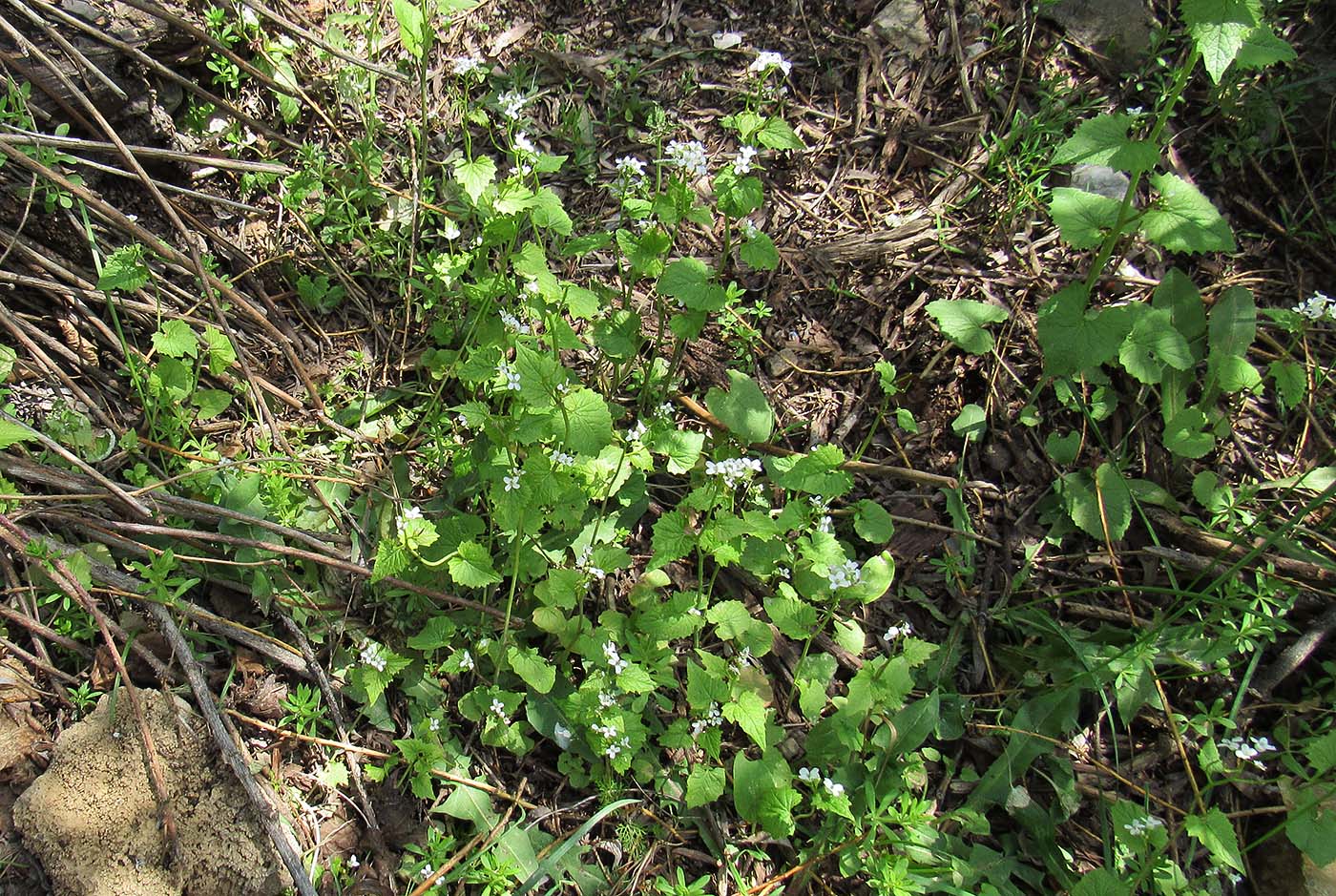 Image of Alliaria petiolata specimen.