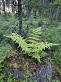 Dryopteris carthusiana. Вегетирующее растение. Карелия, Прионежский р-н, окр. оз. Лососинское, ельник черничный, на гнилом пне. 05.08.2022.