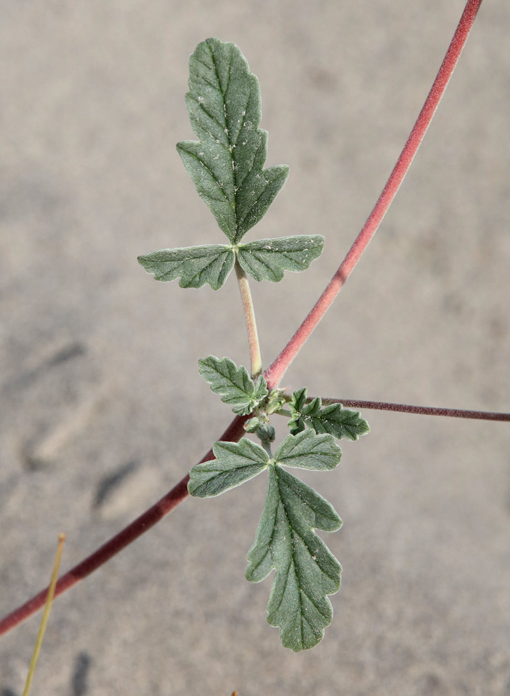 Image of Erodium oxyrhynchum specimen.