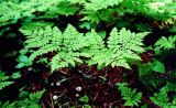 Dryopteris amurensis. Вайи. Приморский край, Тернейский район, Сихотэ-Алинский заповедник, верховья реки Джигитовки. 1994.
