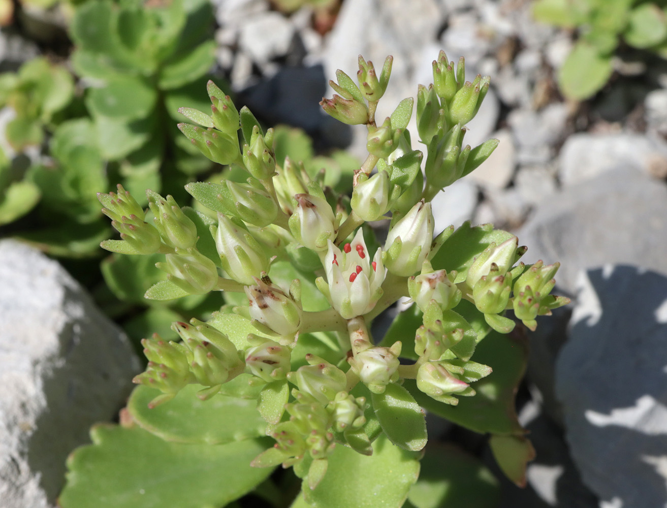 Изображение особи Sedum oppositifolium.