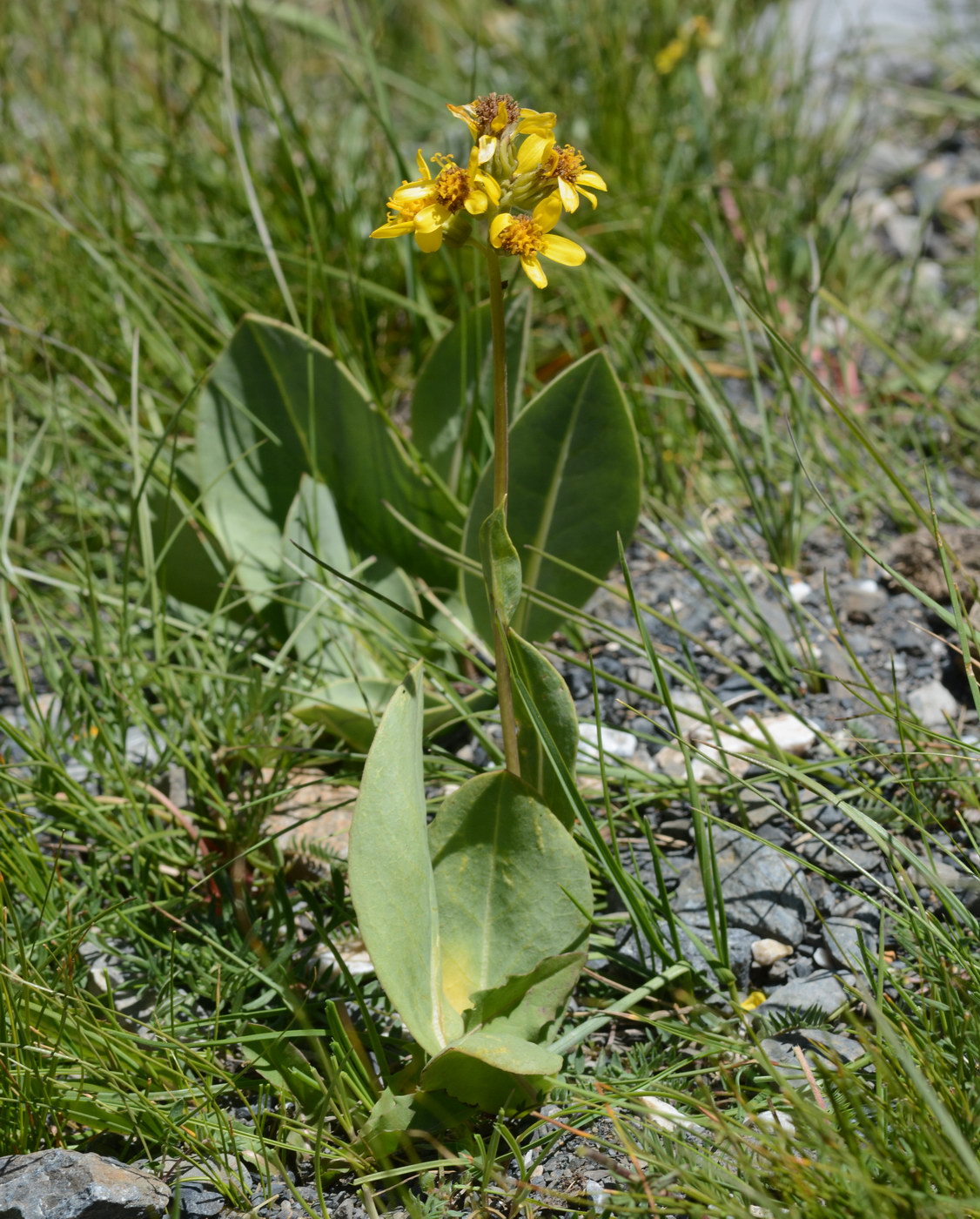 Изображение особи Ligularia alpigena.