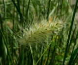 Pennisetum alopecuroides. Соцветие. Пермь, Свердловский р-н, в озеленении. 15 августа 2023 г.