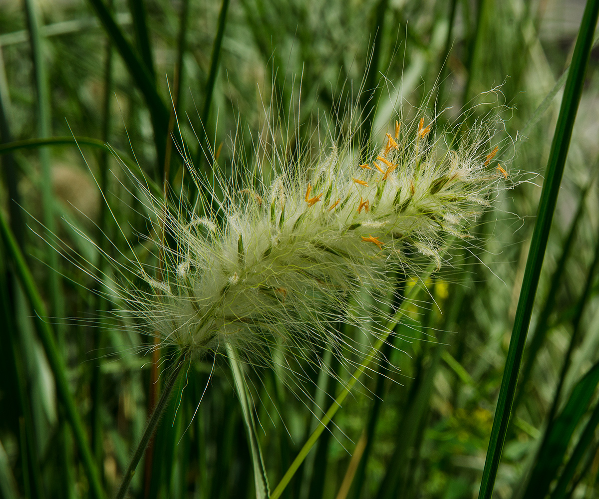 Изображение особи Pennisetum alopecuroides.