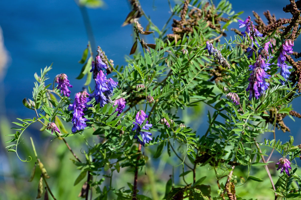 Изображение особи Vicia cracca.