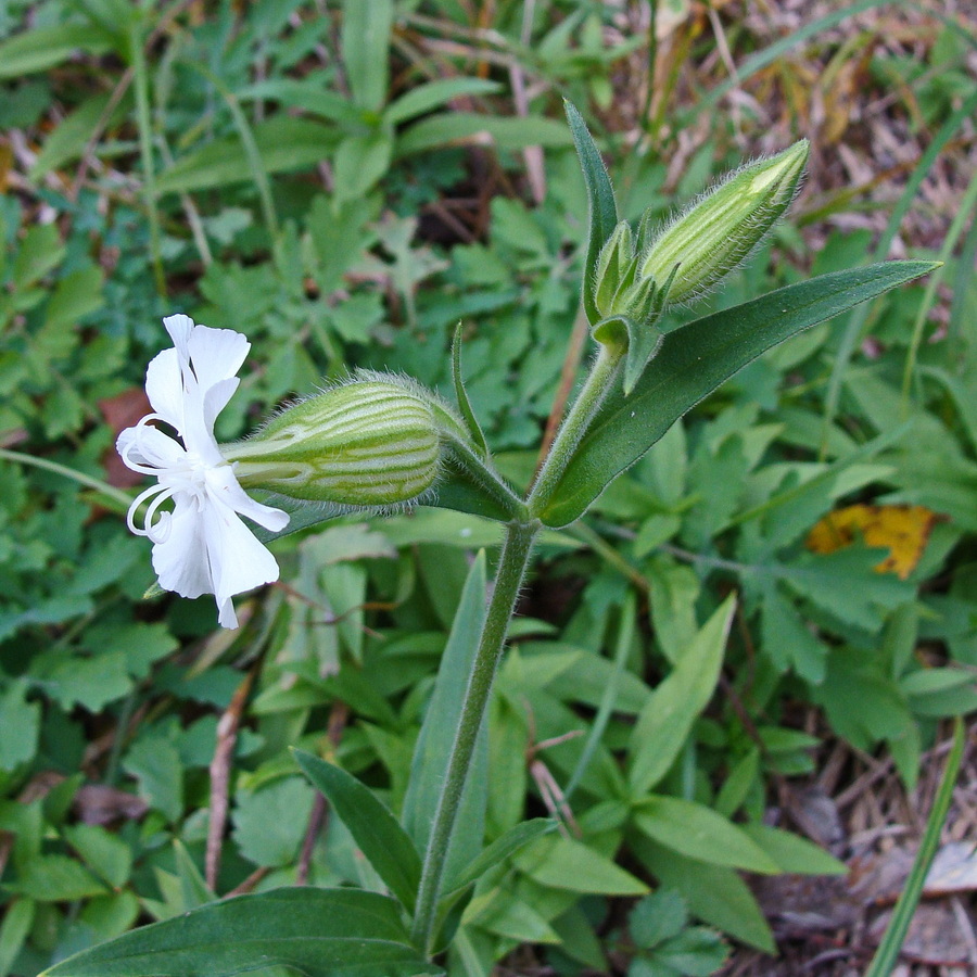 Image of Melandrium album specimen.