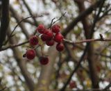 Sorbus