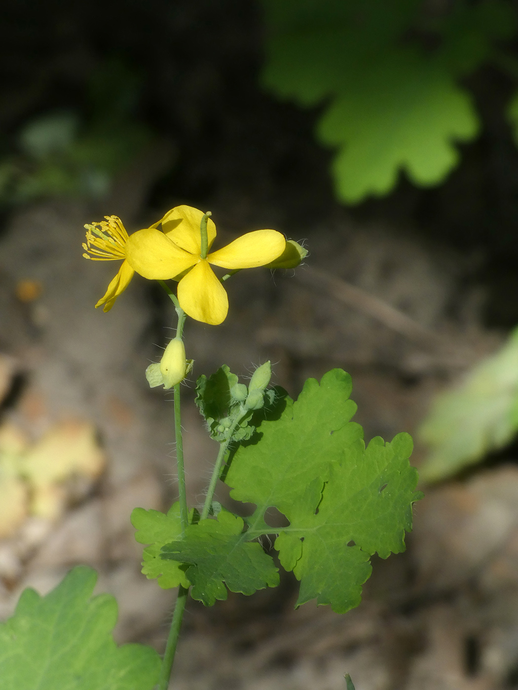 Изображение особи Chelidonium majus.