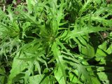 Cirsium heterophyllum