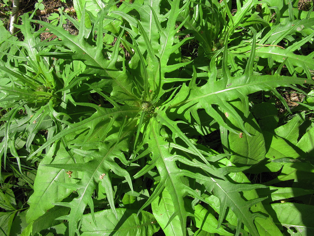 Изображение особи Cirsium heterophyllum.