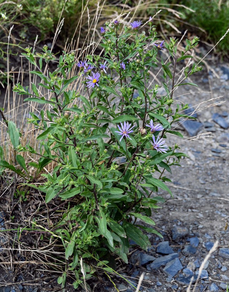 Изображение особи Aster bessarabicus.