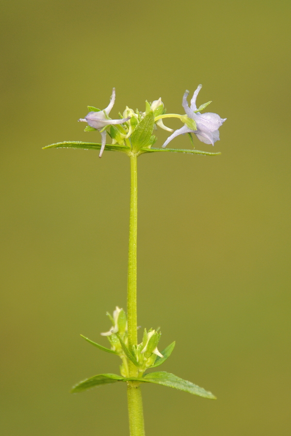 Image of Halenia elliptica specimen.