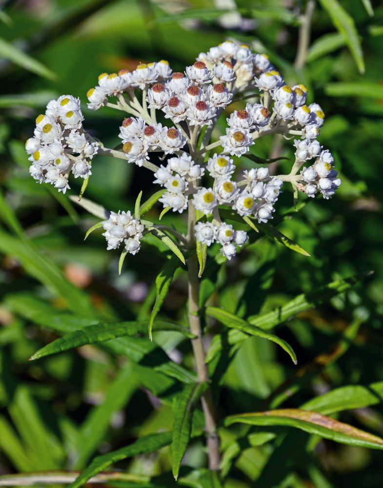 Изображение особи Anaphalis margaritacea.