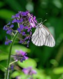 Hesperis sibirica